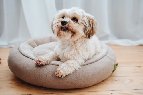 Ein wuscheliger, heller Hund liegt auf einem Hundeschlafplatz in Donutform.