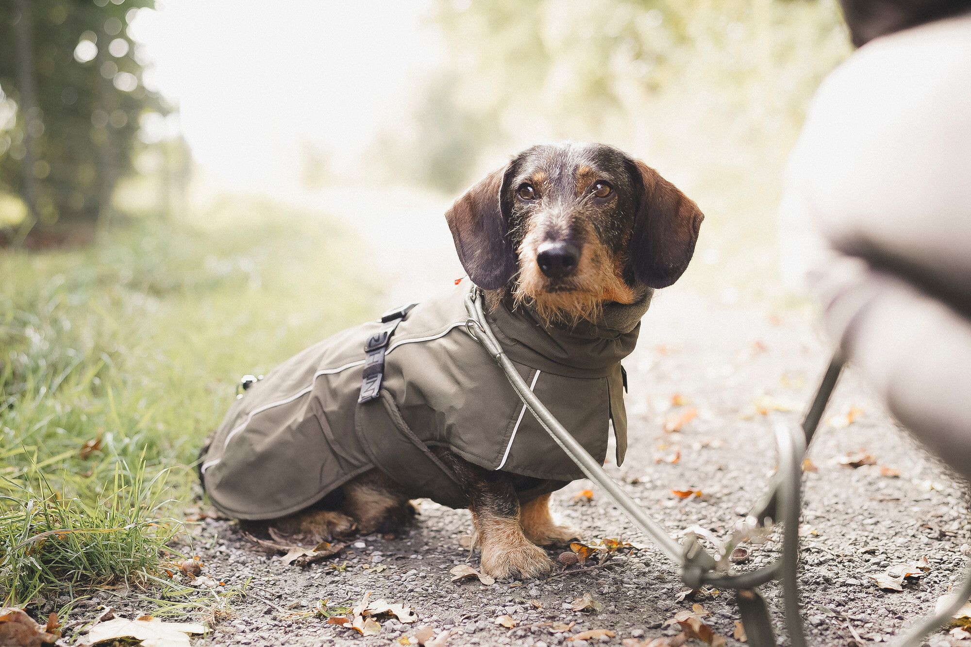 Ein Dackel, der eine grüne Outdoor-Jacke trägt, sitzt auf einem Kiesweg, umgeben von Gras und Laub, und blickt in die Kamera.