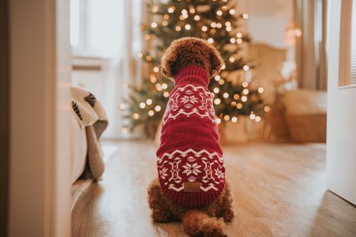 Ein Hund in einem rot gemusterten Pullover sitzt auf einem Holzboden und blickt auf einen geschmückten Weihnachtsbaum mit leuchtenden Lichtern.