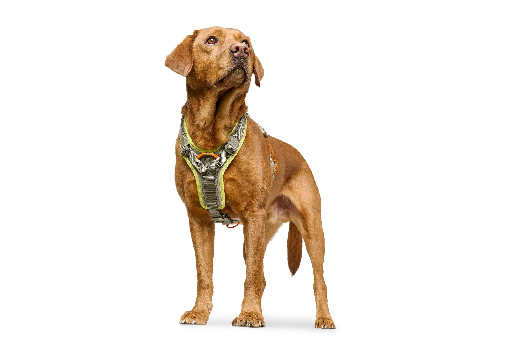 Ein brauner Hund steht vor einem weißen Hintergrund, trägt ein grünes Geschirr und blickt aufmerksam zur Seite.