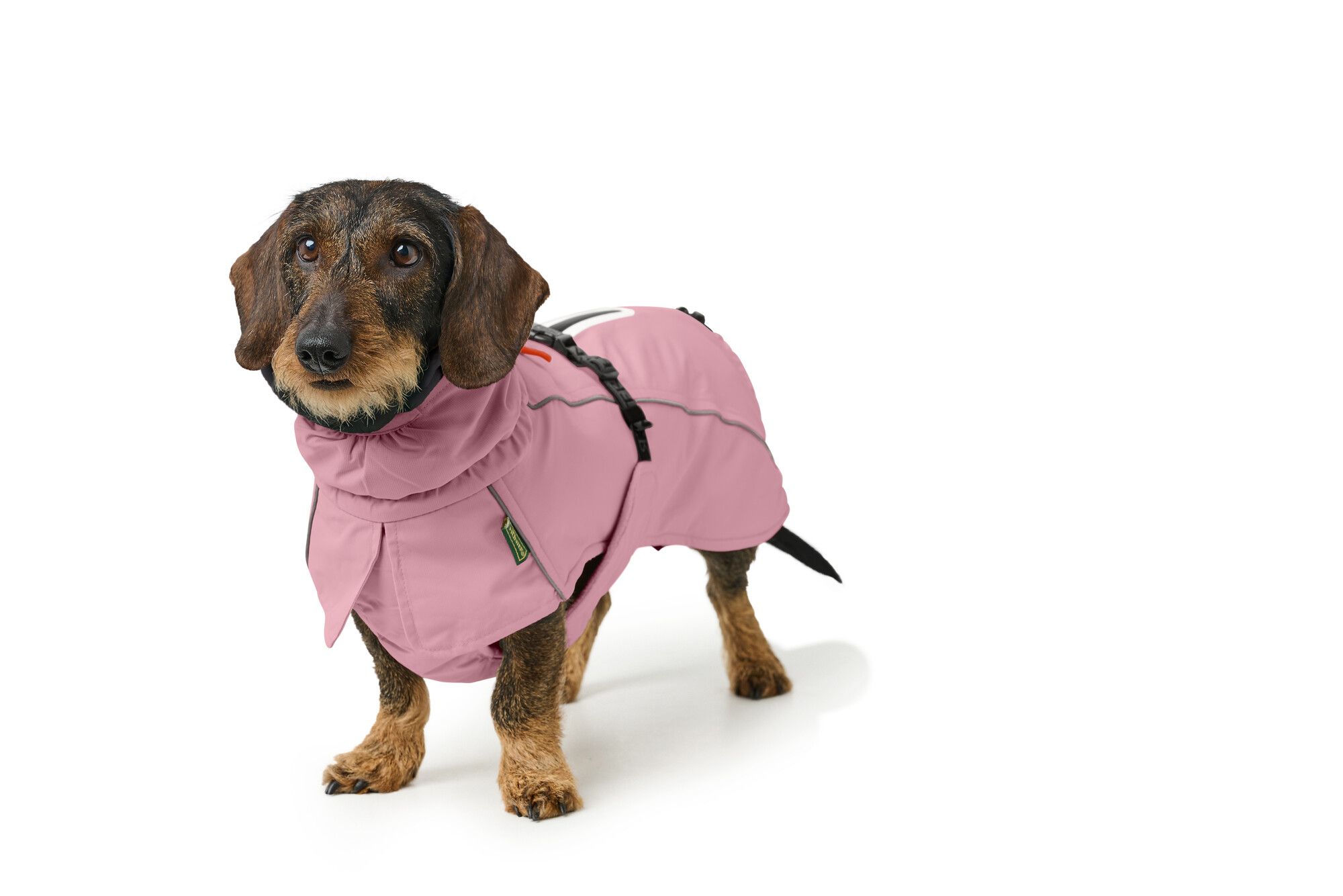Ein Dackel mit einem rosanen Hundemantel.