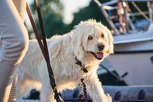 Ein flauschiger weißer Hund an der Leine steht draußen und schaut in die Kamera. Im unscharfen Hintergrund ist ein Boot zu sehen.