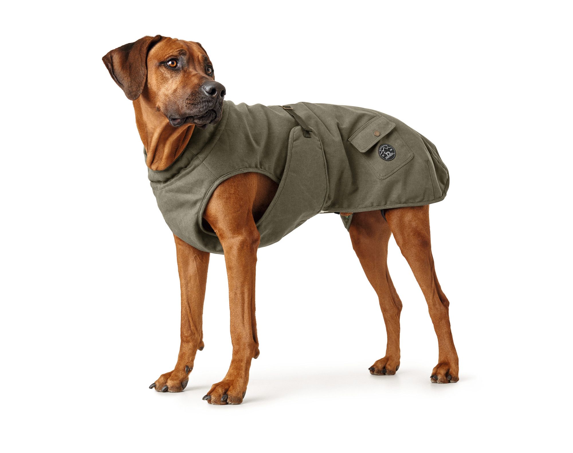 Brauner Hund mit olivgrünem, wattiertem Mantel, stehend und zur Seite blickend vor weißem Hintergrund.
