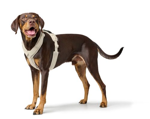 Brauner Hund in einem beigen Geschirr steht auf weißem Hintergrund, schaut mit offenem Maul und heraushängender Zunge nach oben.