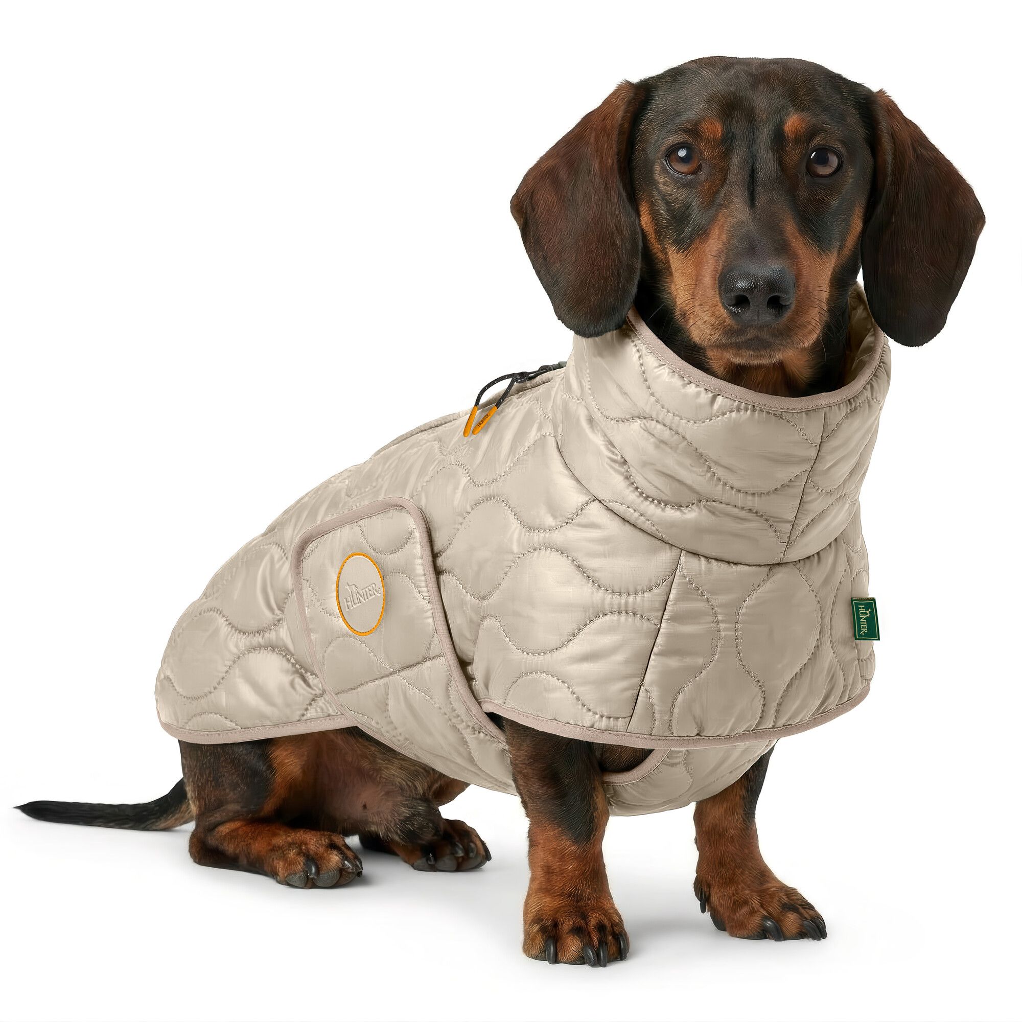 A dachshund wearing a beige quilted jacket poses against a white background.