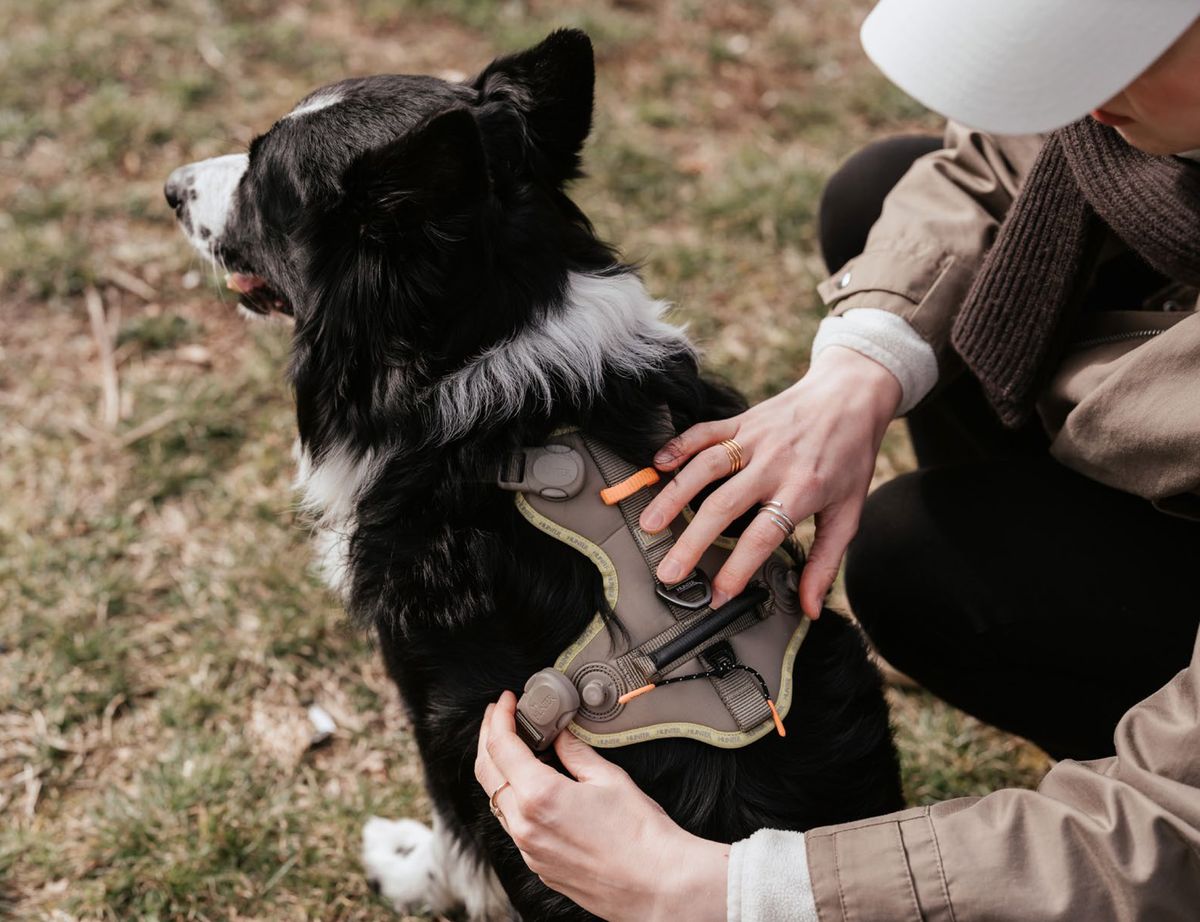 Person, die einem schwarz-weißen Hund, der auf Gras sitzt, ein Geschirr anpasst.