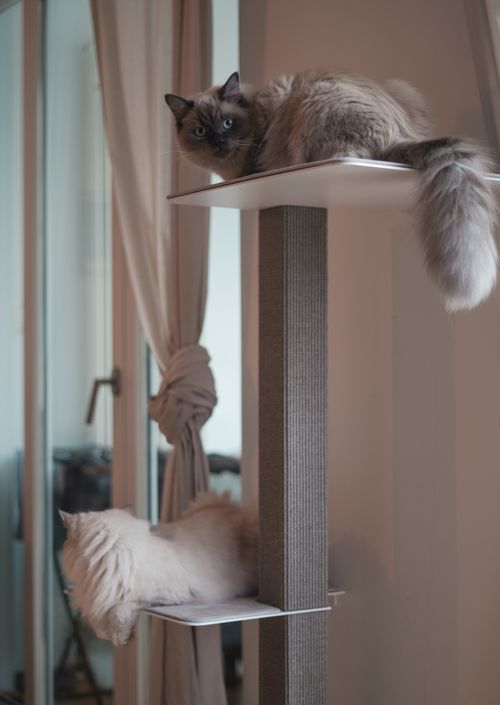 Zwei flauschige Katzen, die auf verschiedenen Ebenen eines hohen Kratzbaums in der Nähe eines mit Vorhängen versehenen Fensters faulenzen.