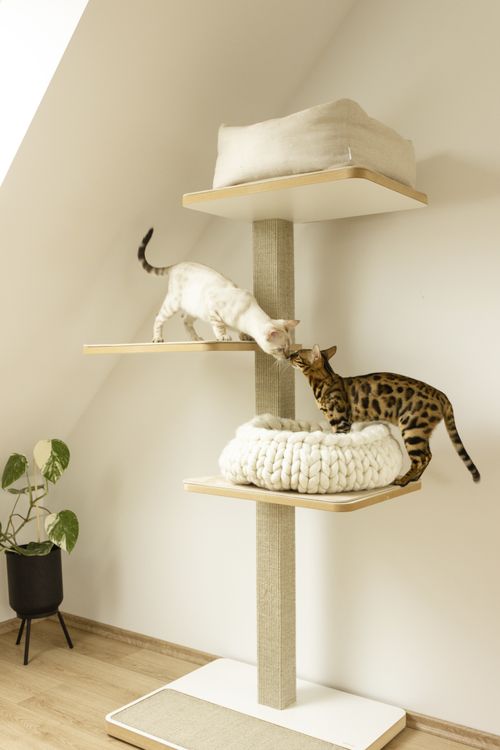 Cat trees for outlet cats