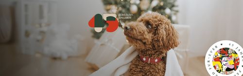 Ein Hund mit lockigem Fell und rotem Halsband sitzt auf einer Decke vor einem geschmückten Weihnachtsbaum.