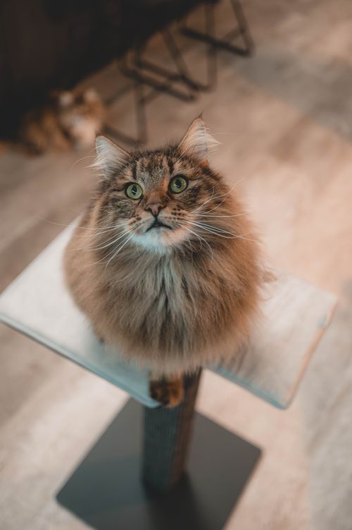 Eine flauschige braune Katze mit grünen Augen sitzt auf einer Kratzsäule und schaut neugierig nach oben, in einem sanft beleuchteten Raum mit unscharfem Hintergrund.