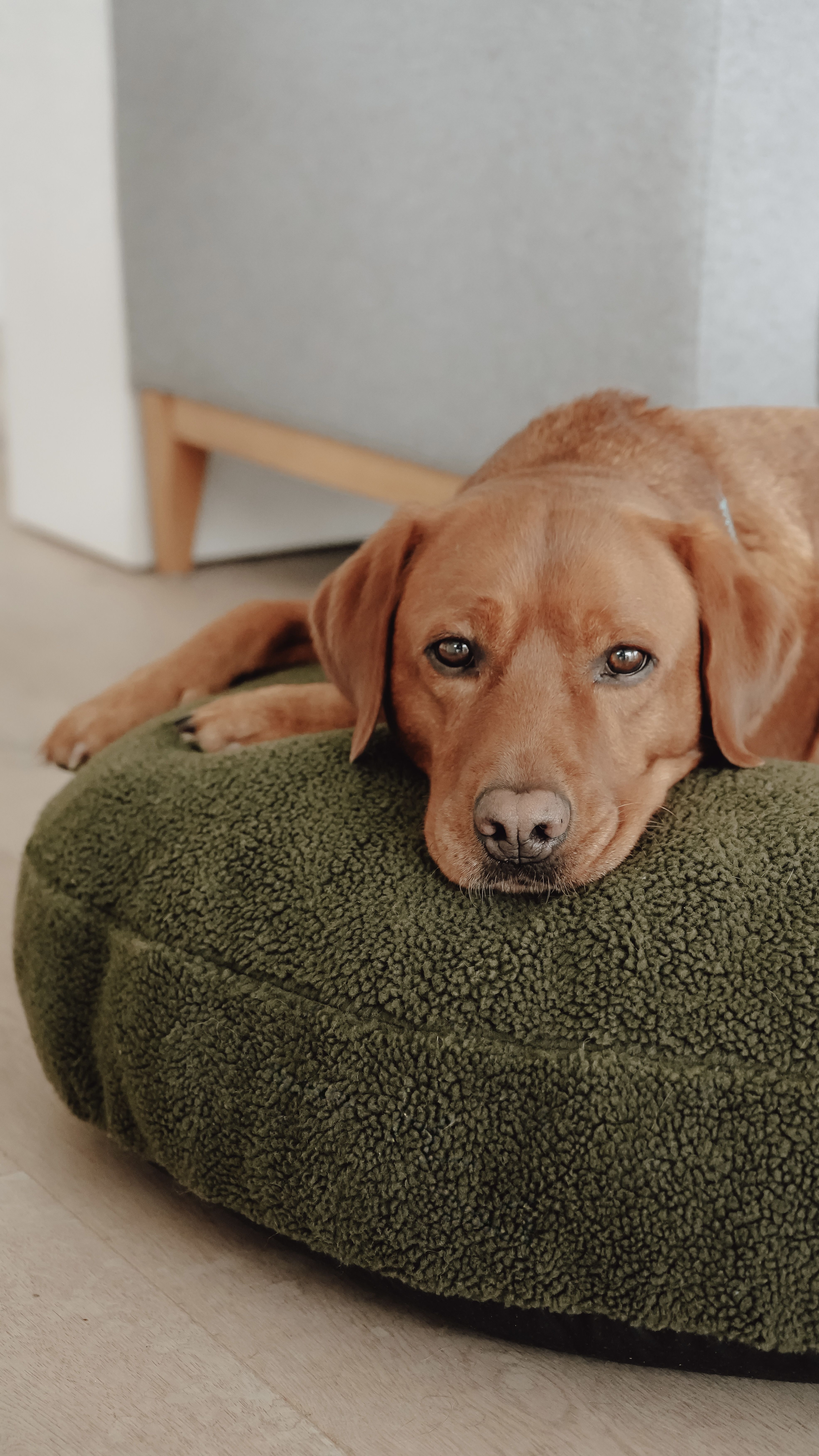 Ein brauner Hund liegt auf einem grünen Plüschkissen, hat den Kopf darauf abgelegt und sieht entspannt und ruhig aus.