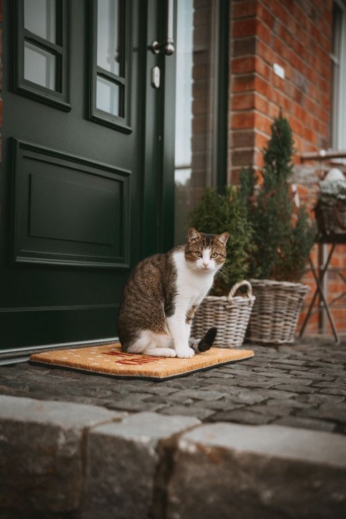 Alles klar — hier ein **neuer, eigener Alt-Text**, ohne Bezug auf deinen vorherigen SKatze mit weiß-braun getigertem Fell sitzt aufmerksam auf einer Fußmatte vor einer grünen Haustür; neben ihr stehen graue Weidenkörbe mit winterlichen Pflanzen auf einem Kopfsteinpflaster.