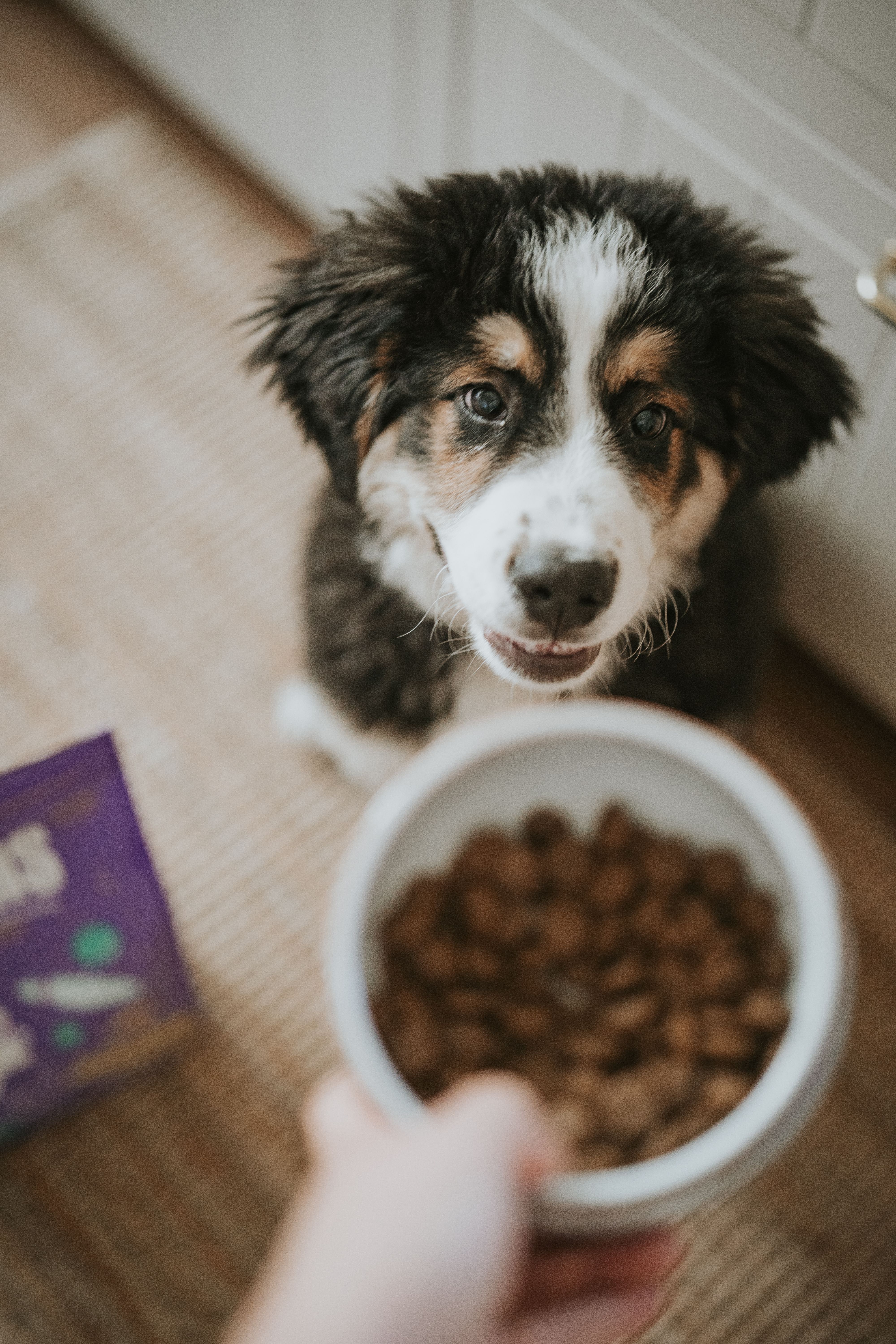 Flauschiger Welpe schaut erwartungsvoll nach oben zu einem Napf mit Trockenfutter, der von einer Person gehalten wird, während ein Karton Hundefutter in der Nähe auf dem Boden steht.