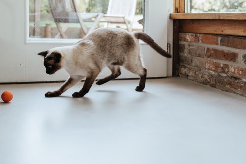Eine Siamkatze nähert sich spielerisch einem orangefarbenen Ball auf einem hellen Boden in der Nähe einer Glastür und einer Backsteinmauer.