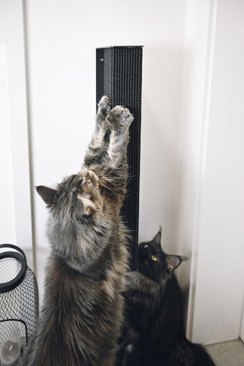 Zwei flauschige Katzen spielen mit einem Kratzstamm. Eine Katze streckt sich nach oben, während die andere in der Nähe sitzt und nach oben schaut.