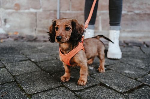 Luxury Dog Harness MAROON Handmade in Germany Perfect for -  Finland