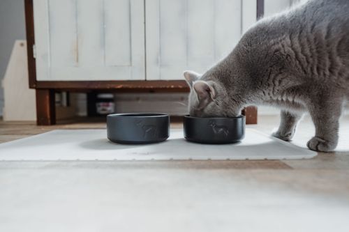 High best sale cat bowls