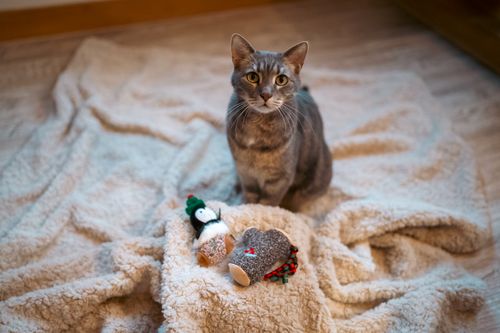 Graue getigerte Katze sitzt auf einer flauschigen beigen Decke und schaut neben zwei kleinen Weihnachtsspielzeugen in die Kamera.