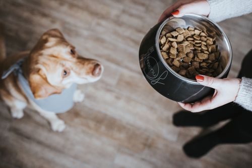 Sturdy store dog bowls