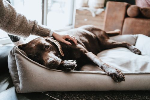 Buy dog clearance bed