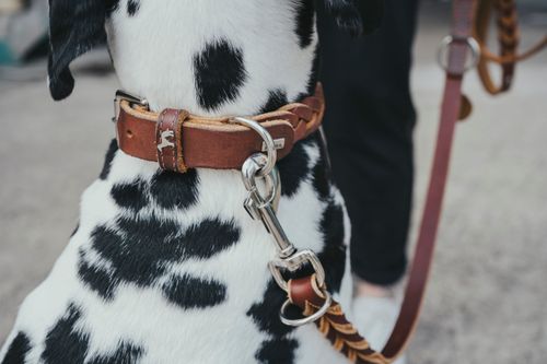 Hunter swiss dog collar best sale