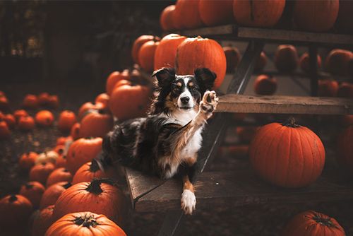 Hund sitzt auf einer Holztreppe, umgeben von Kürbissen, hebt eine Pfote, in einer schwach beleuchteten Herbstkulisse.