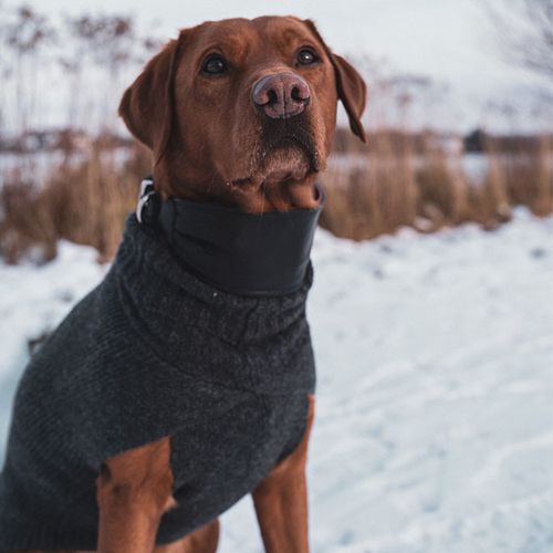 Ein brauner Hund in einem grauen Pullover und schwarzem Halsband sitzt aufmerksam in einer verschneiten Landschaft mit trockenem Gras im Hintergrund.