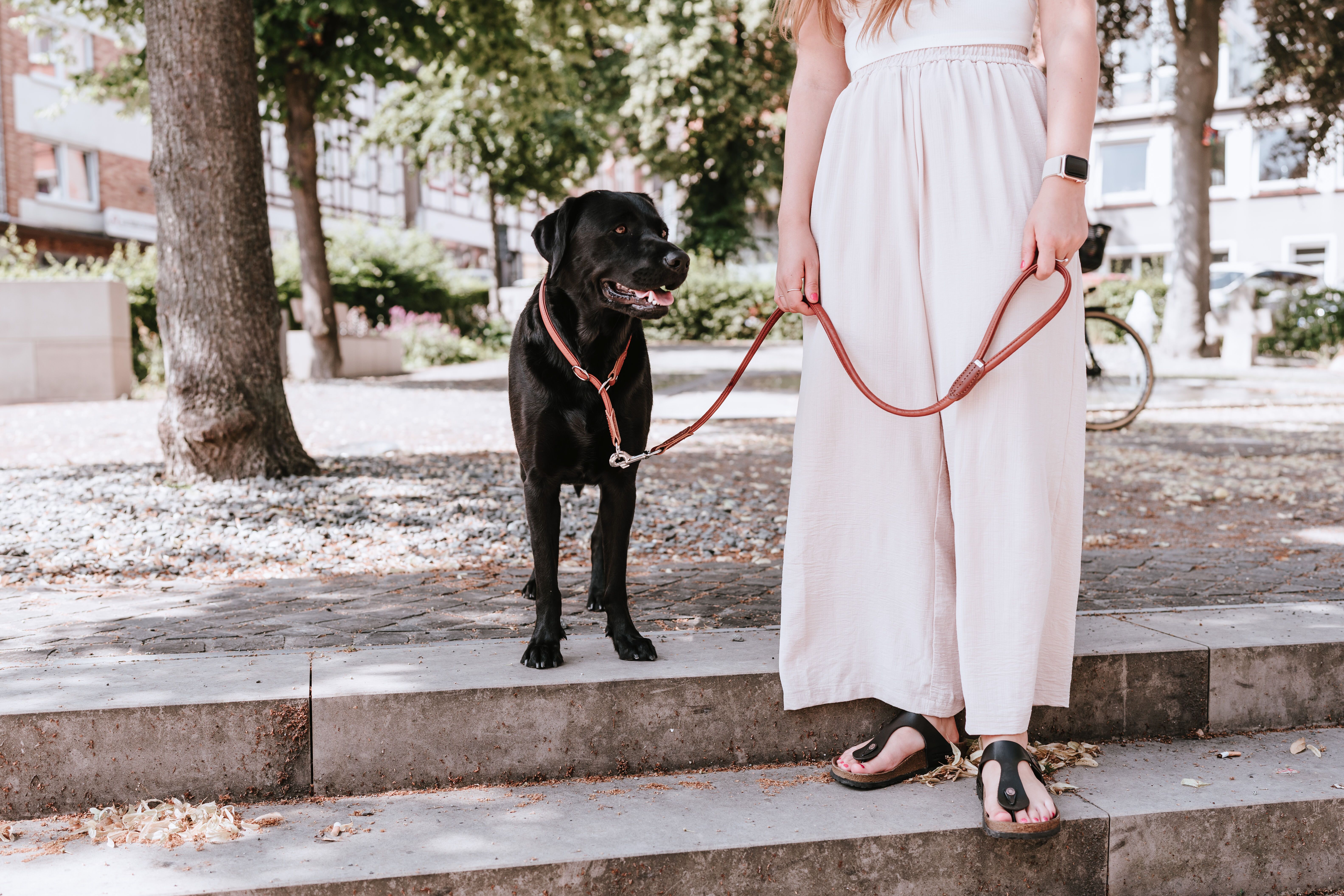 Eine Person in einem weißen Kleid steht auf einer Treppe und hält eine Leine, an der ein schwarzer Hund befestigt ist, mit Bäumen und Gebäuden im Hintergrund.