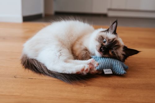 „Flauschige Katze mit blauen Augen liegt auf einem Holzboden und kuschelt mit einem kleinen blauen Kissen.“