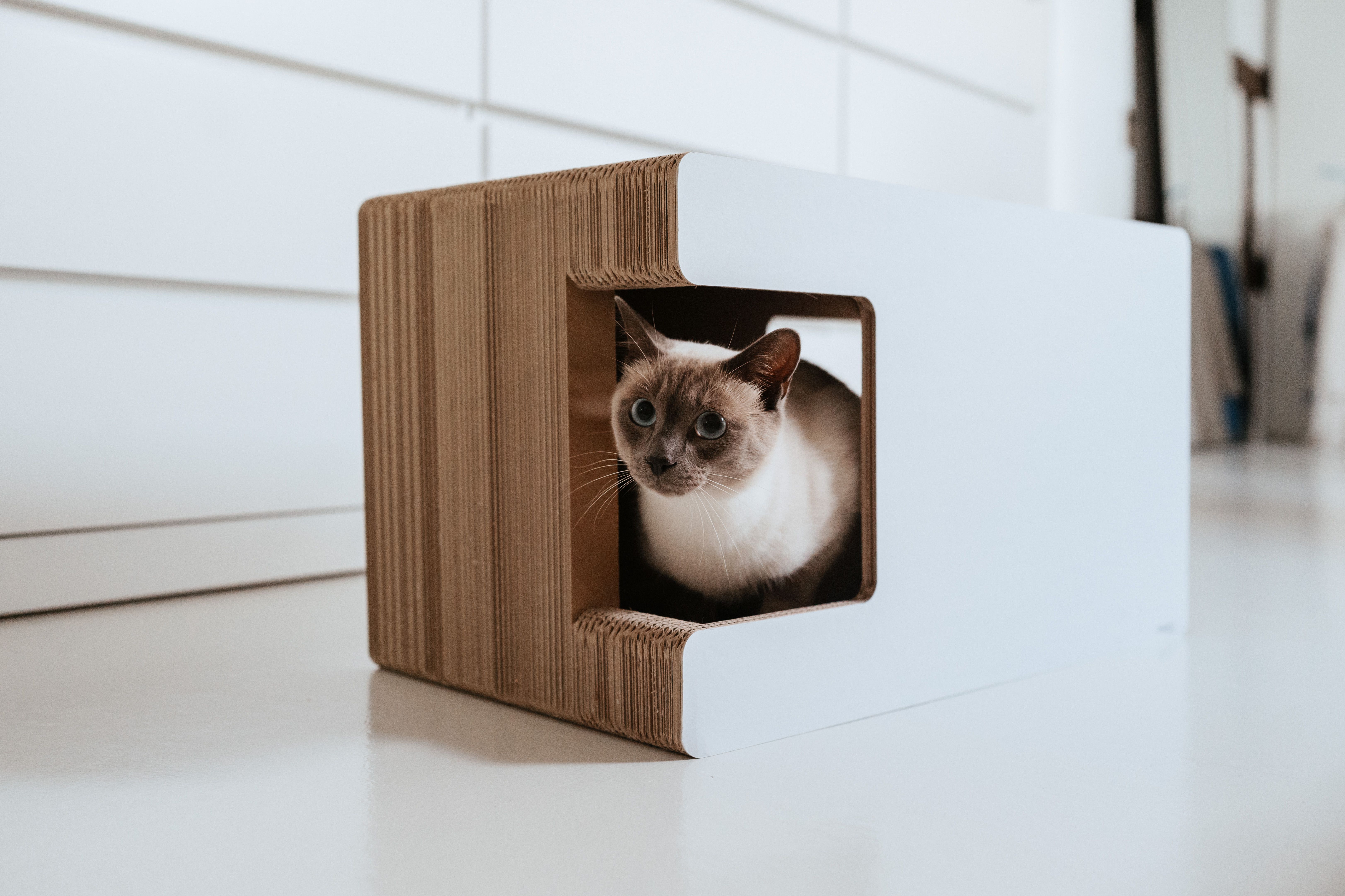 Eine Siamkatze mit blauen Augen, die aus einem Kratzmöbel mit einem ausgeschnittenen Fenster auf einen glänzenden weißen Boden blickt.