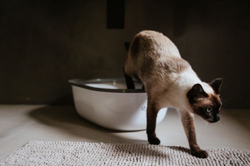 Eine Siamkatze, die in einem schwach beleuchteten Raum aus dem Katzenklo auf einen strukturierten Teppich tritt.