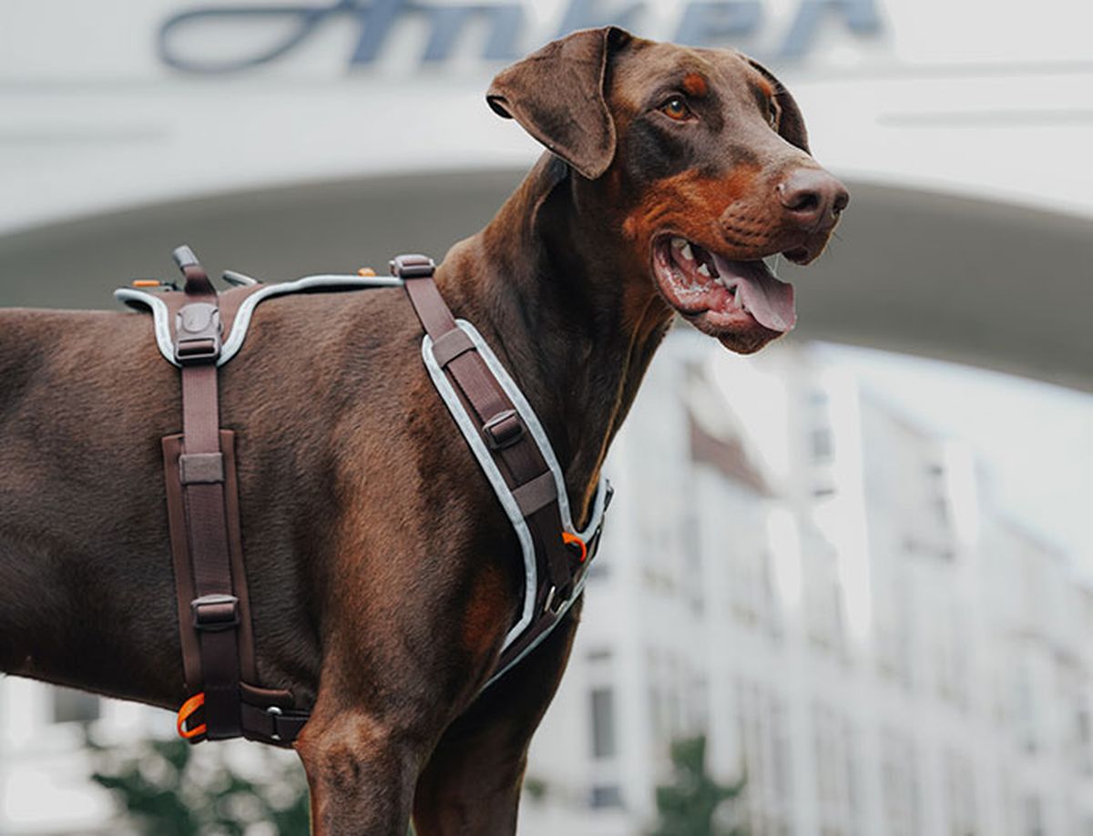 Ein brauner Dobermann, der ein Geschirr trägt, steht draußen vor einer Kulisse aus Gebäuden und blickt mit heraushängender Zunge in die Ferne.