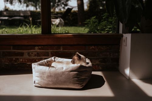 https://a.storyblok.com/f/233914/6894x4596/b96f5e1bfd/stylecats-live-katzenbett-dreamie.jpg