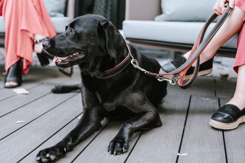 Buy high quality dog leashes online We love HUNTER