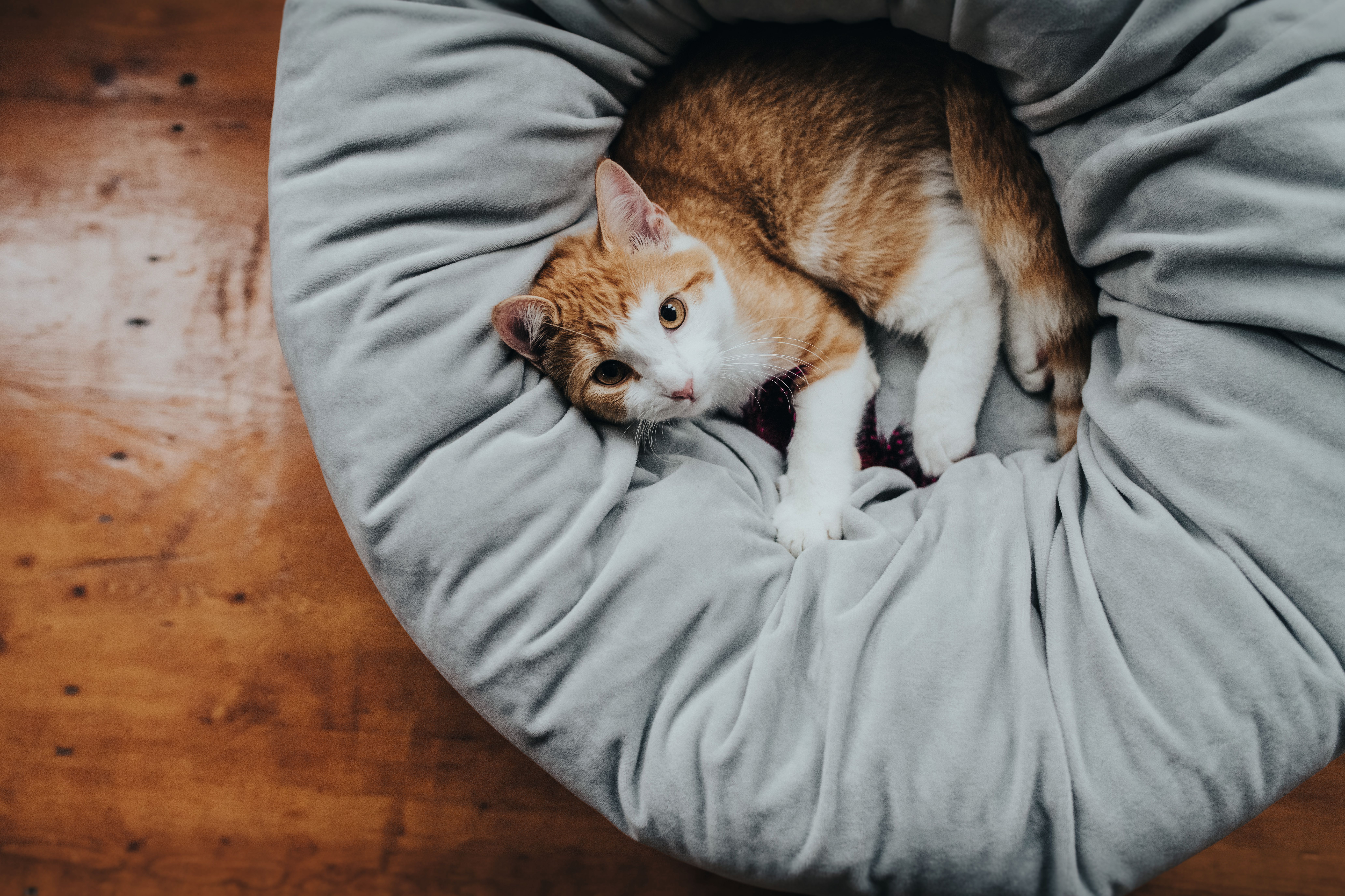 Panier pour chat - Donut - Panier rond en peluche pour chats et chiens, chaud, doux et