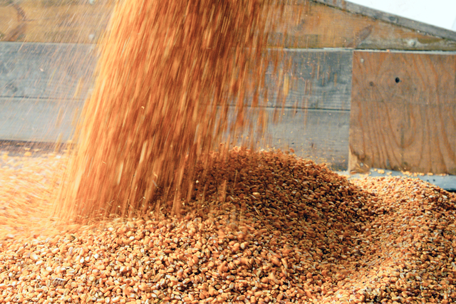 Seeds and grain are dumped into a bin.