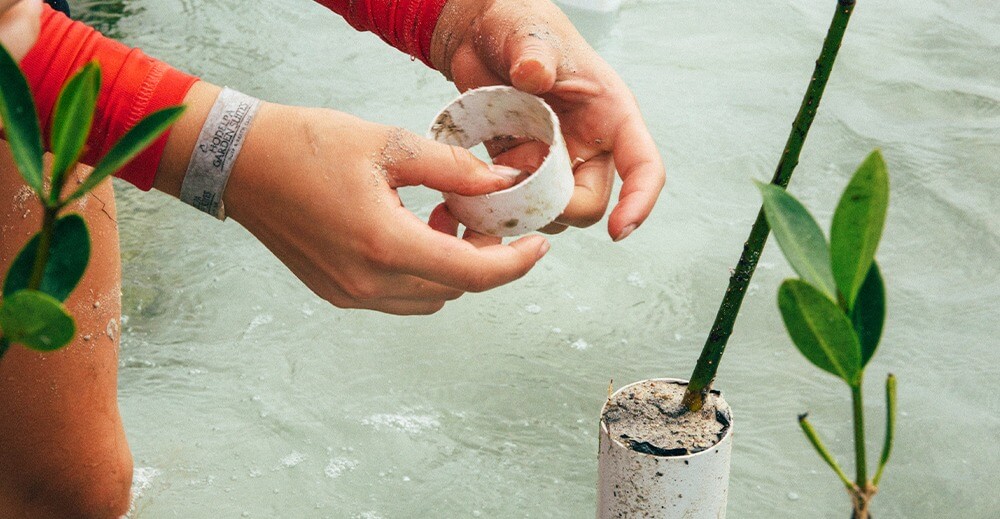 Mangrove work on a EF Gap Year in Costa Rica