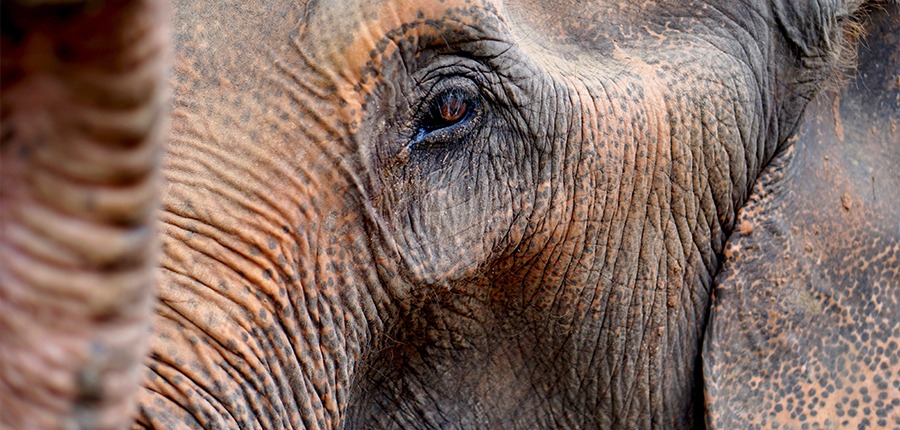 Close up of elephant eye on a gap semester