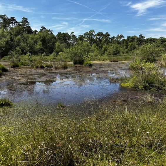 Veranstaltungsbild_heideweiher_CLunterbusch_klein
