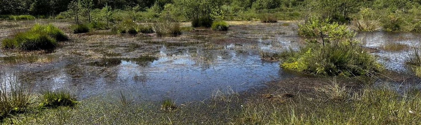 Der Heideweiher im Forstgut Ammeloe