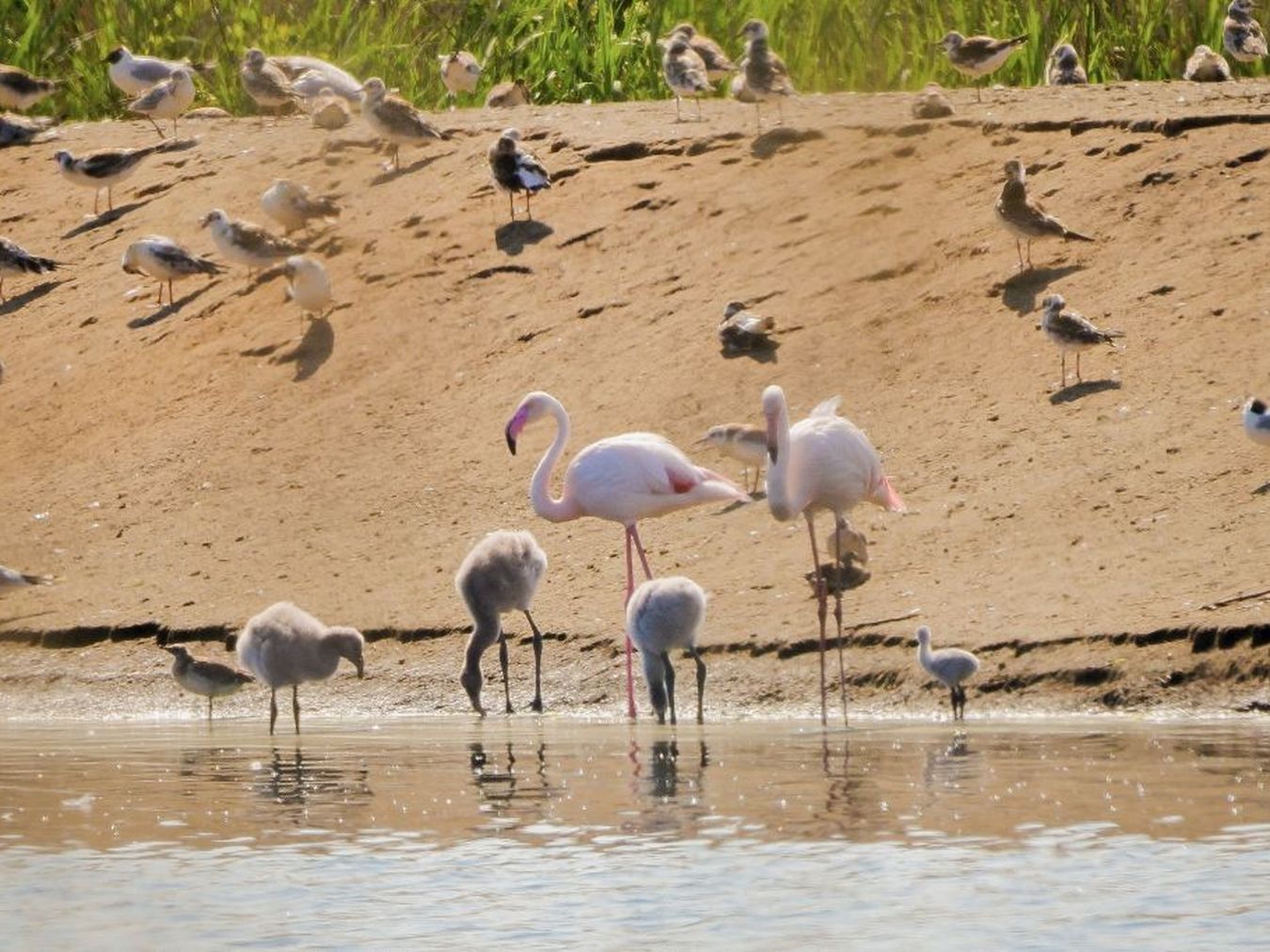 Flamingokueken