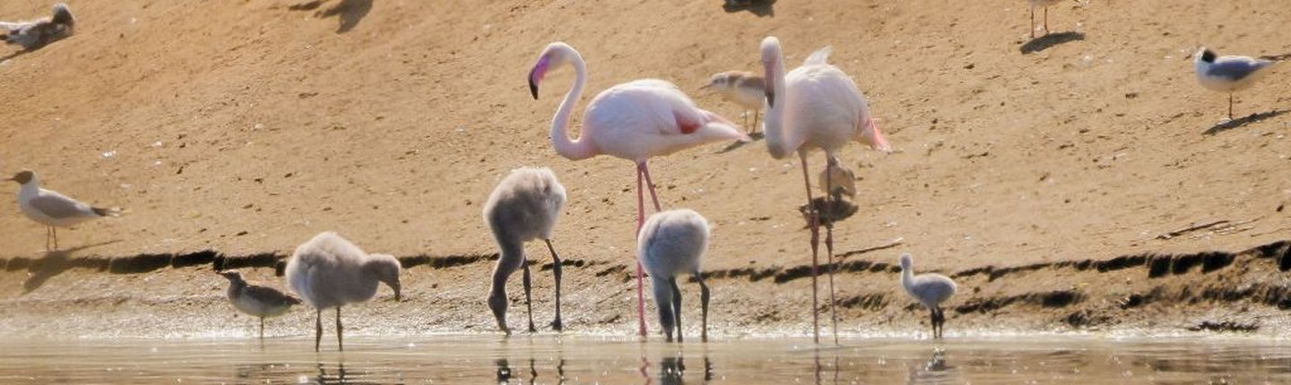 Flamingokueken