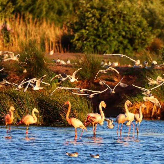 Flamingos_c_KSlenak