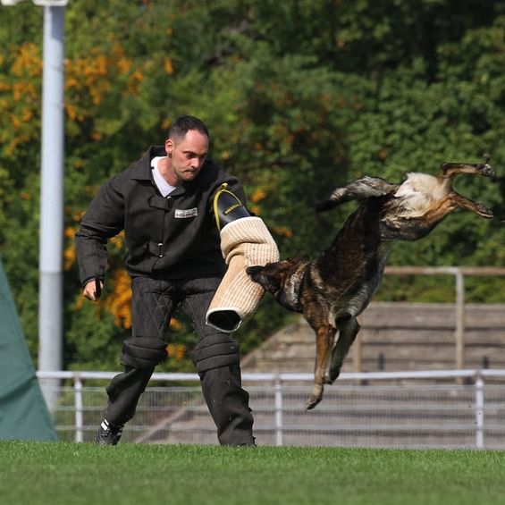 Nikolausprüfung Hundesport