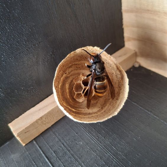 Veranstaltungsbild_asiatische Hornisse