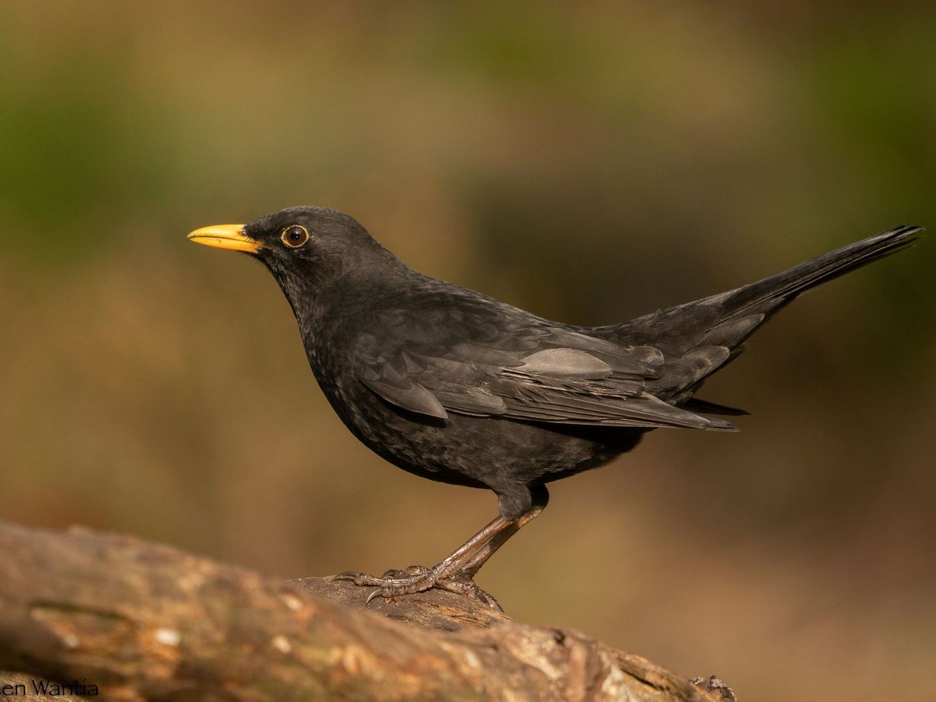 Veranstaltungsbild_Amsel_EWantia