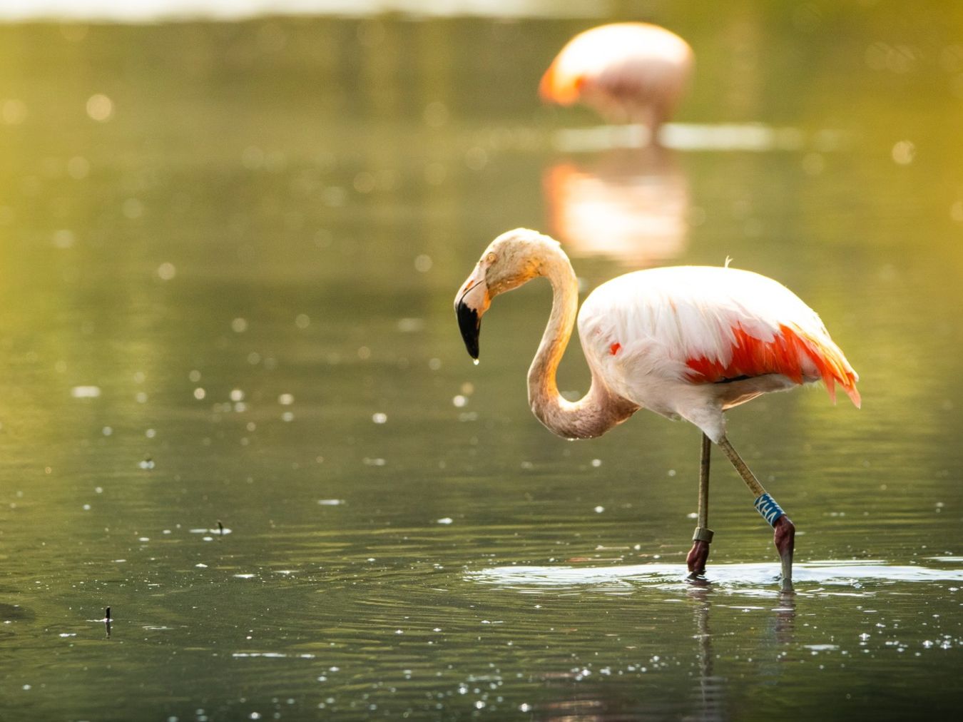Flamingo_2026