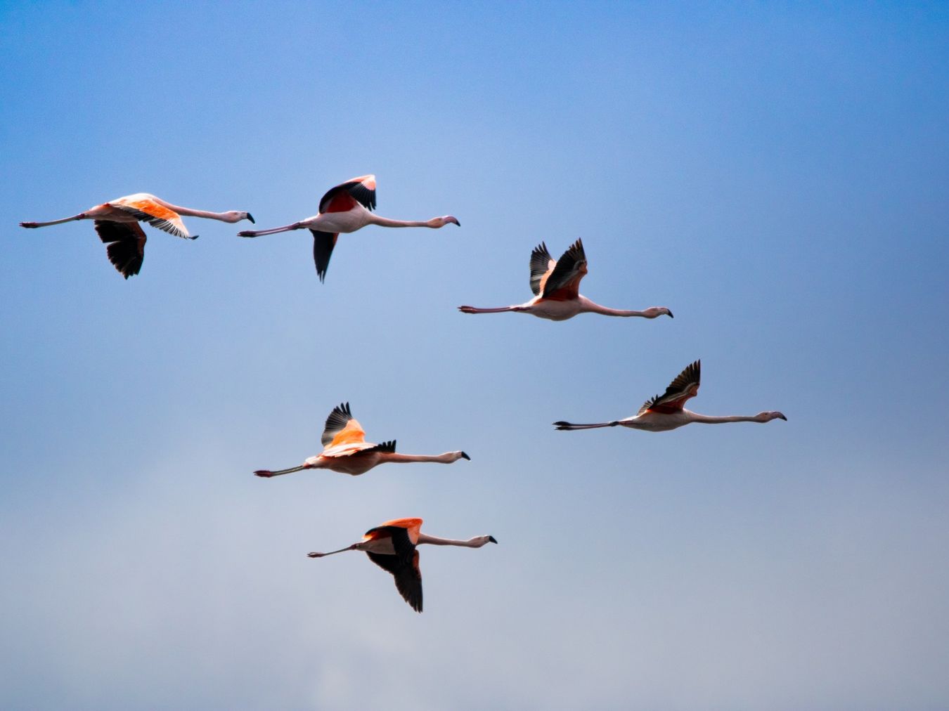 Flamingos_2026
