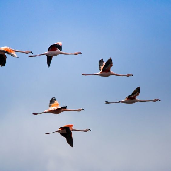 Flamingos_2026