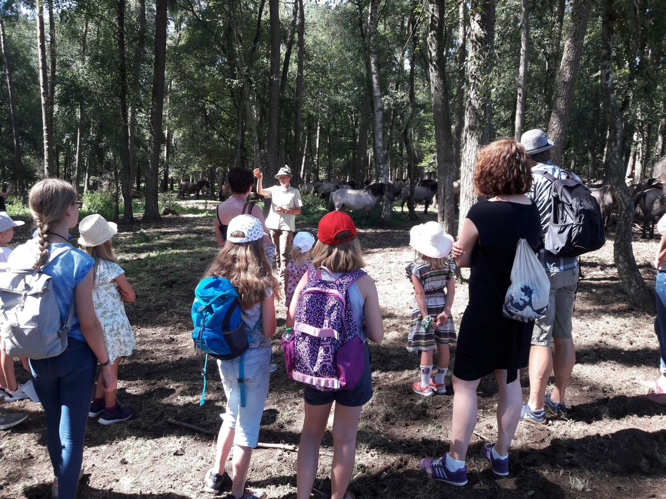 Teilnehmer der Tour im stehen im Wald im Vordergrund. Wildpferde im Hintergrund